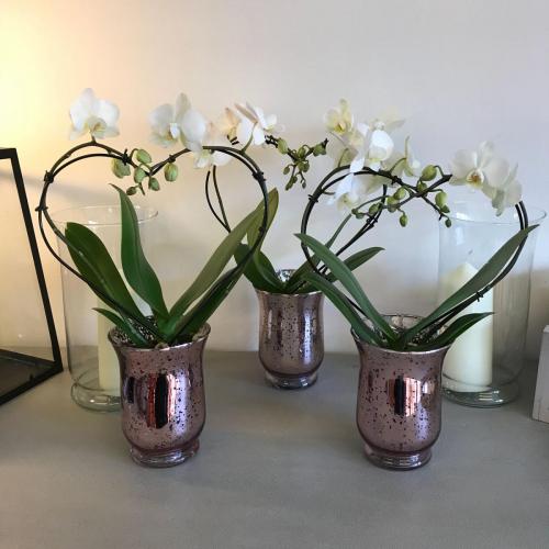 Orchid Corporate Flowers